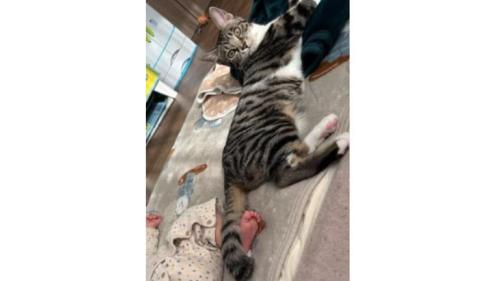室内にいる猫