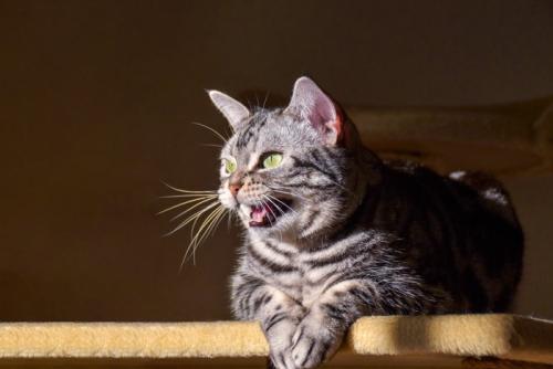 遠くを見て鳴いている猫