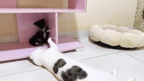 隅っこにいる子猫