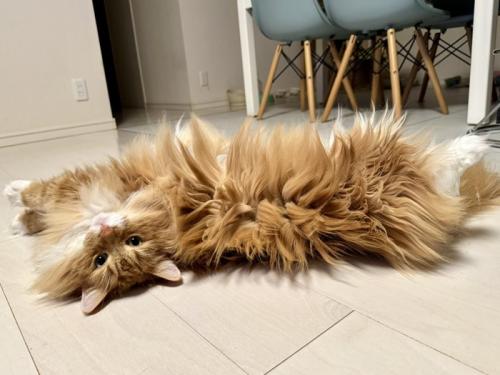 横に伸びて転がる猫