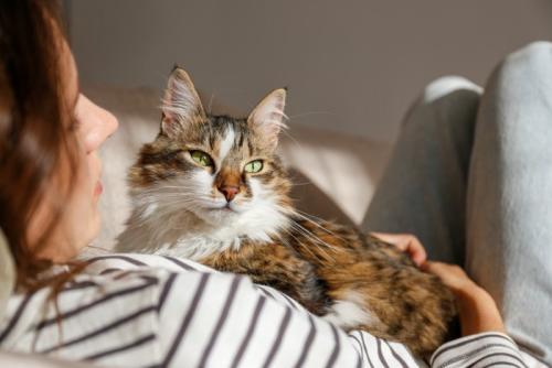 抱かれている猫