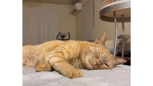 室内にいる猫