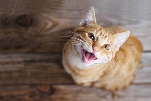 何か言いたげに鳴く猫