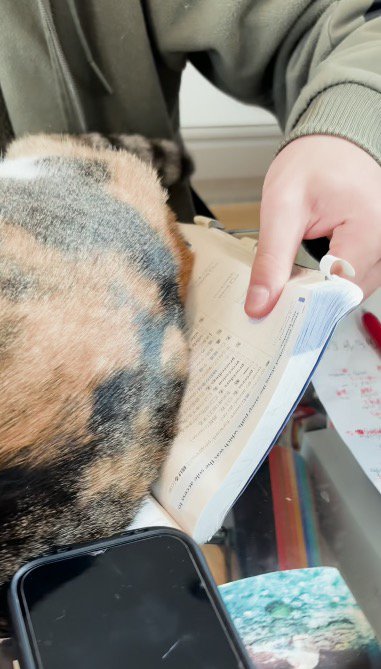 教科書の上に乗る猫