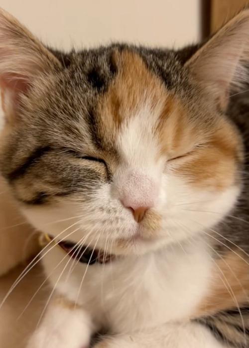 渋い顔の猫