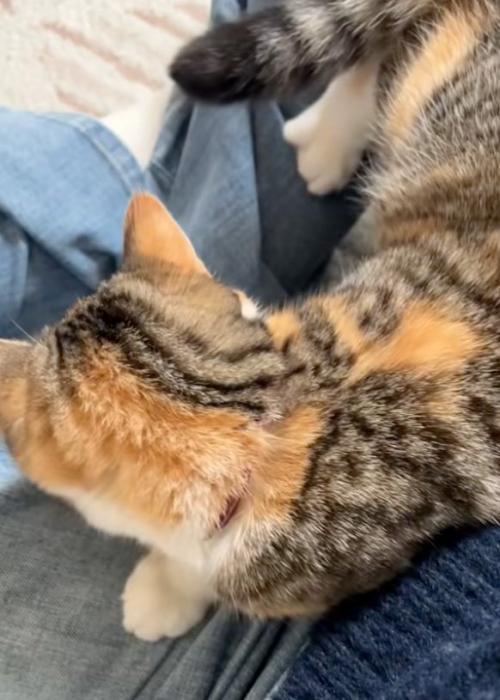座る猫