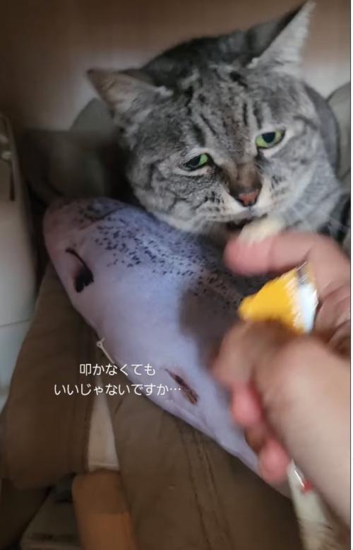 猫パンチする猫