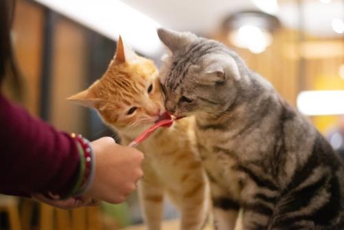 猫用おやつを分け合う2匹の猫