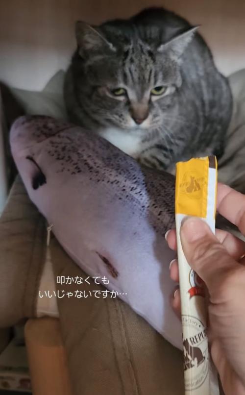 定位置に戻る猫