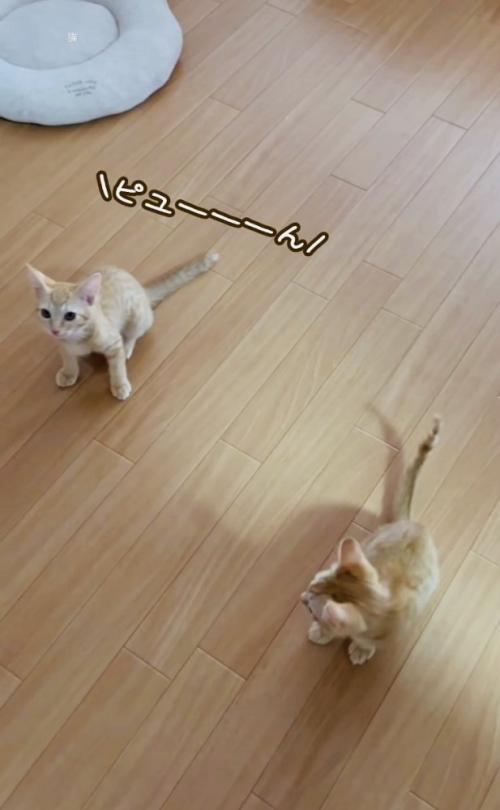 フローリングの上で鳴く子猫を心配そうに見る子猫