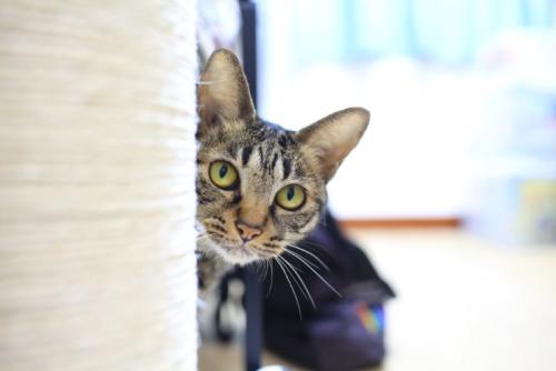 爪とぎからのぞく猫