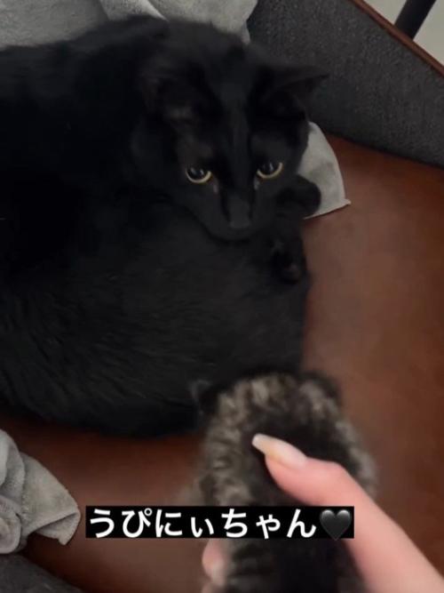 子猫を見る黒猫