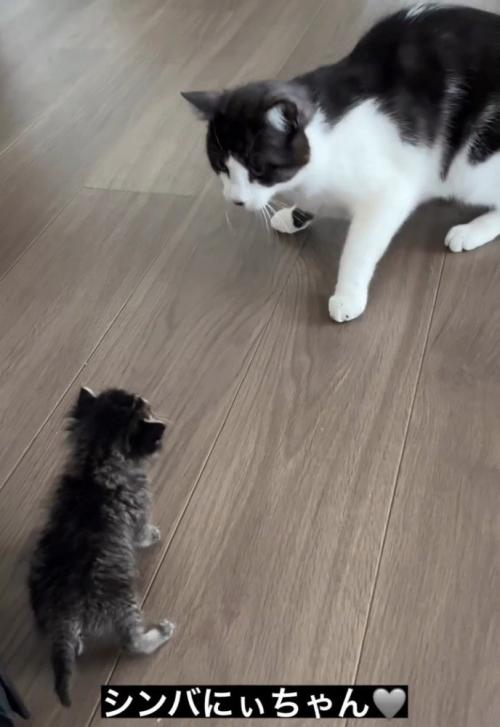 向かい合う子猫とハチワレ猫