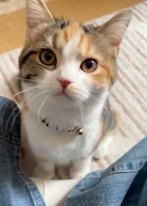 見上げる猫