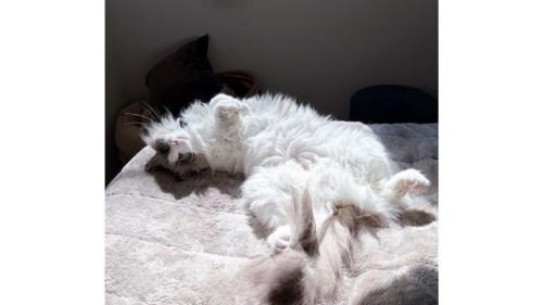 寝転がる猫