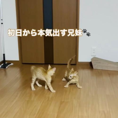ニャンプロする2匹の子猫