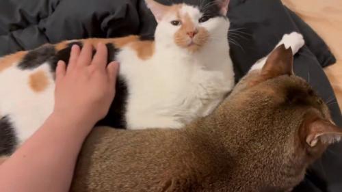胴体をなでられる猫