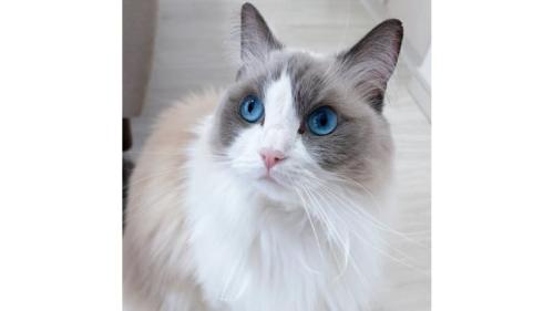 室内にいる猫
