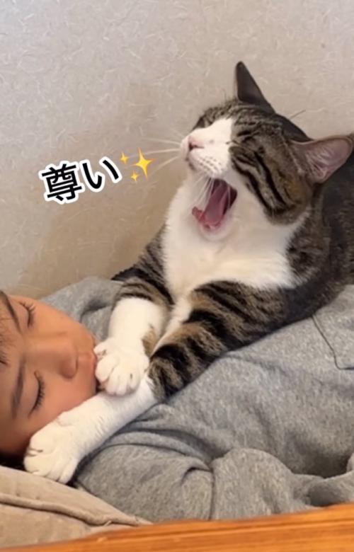 あくびする猫