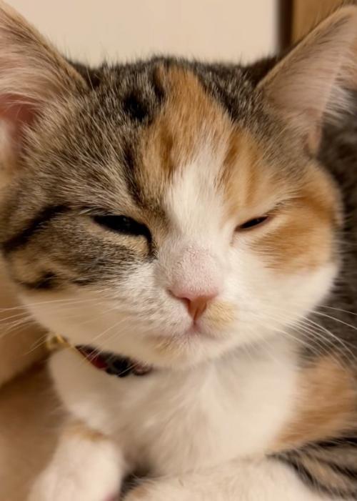 目を開く猫