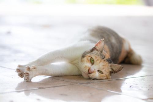 寝そべる三毛猫