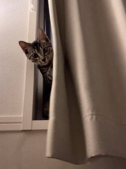 カーテンで遊ぶ猫