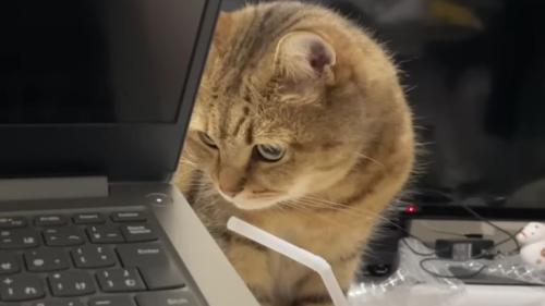 パソコンと猫