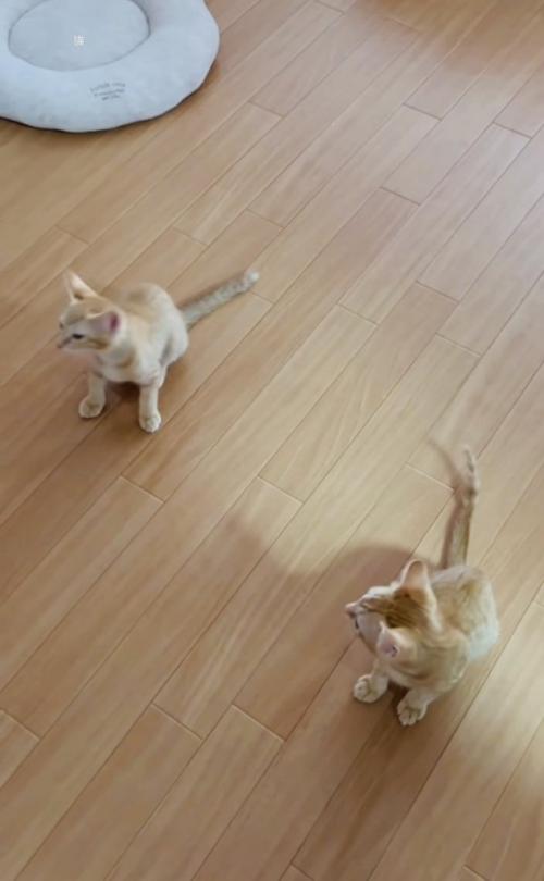フローリングの上で鳴く子猫を心配そうに見る子猫