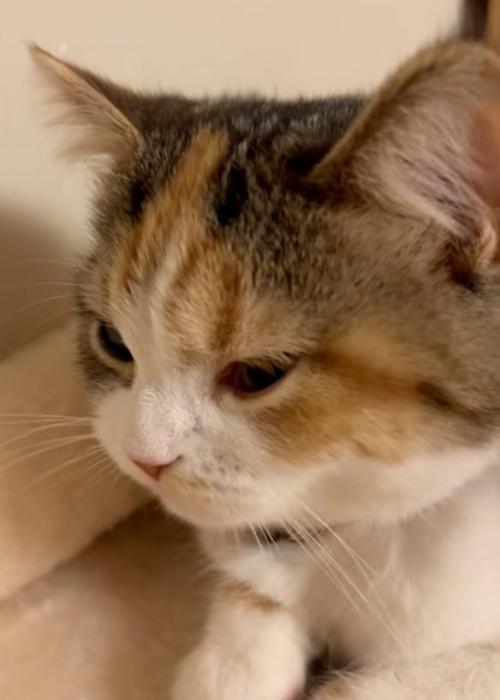 見つめる猫