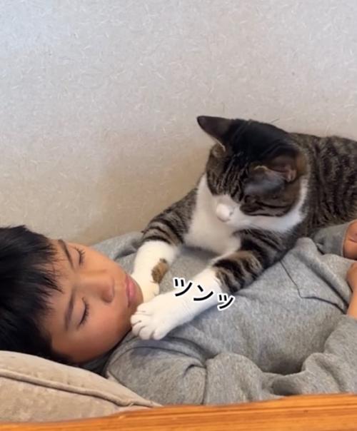 顔に触れる猫