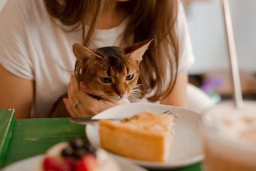 飼い主の膝の上でテーブルの料理を見つめる猫