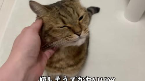 撫でられる猫