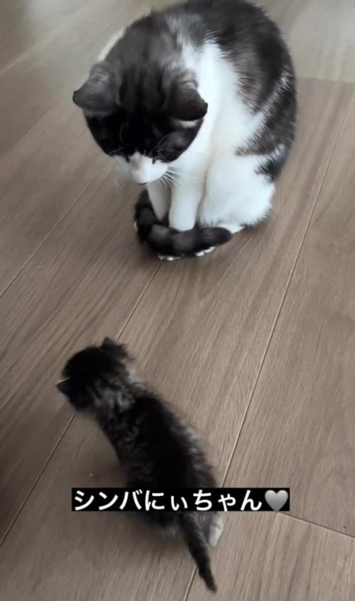 座って子猫を見る猫