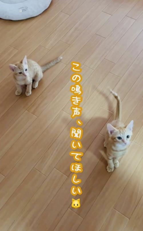 フローリングの上の2匹の子猫