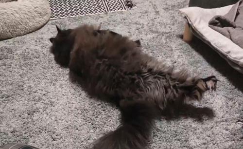 横になる猫