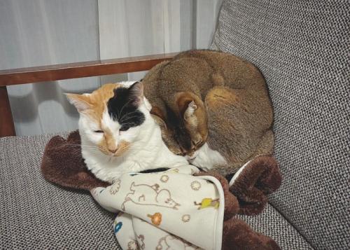 三毛猫の上に乗る茶色の猫