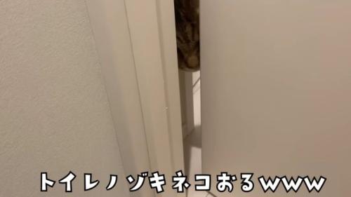 隙間からのぞく猫