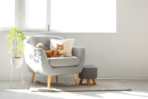 日の当たるソファの上でくつろぐ猫