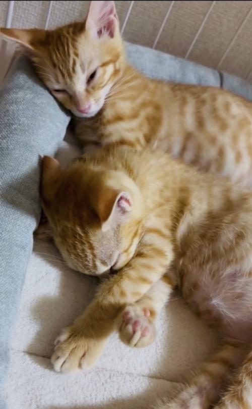 ケージの中で寝る2匹の子猫