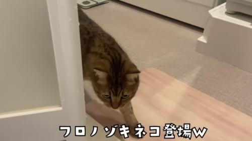 お風呂場にいる猫