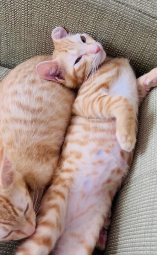 ソファでくつろぐ2匹の子猫