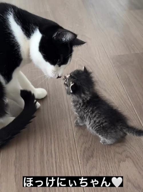 白黒猫と子猫