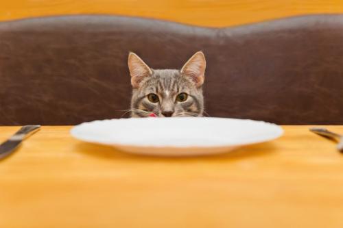 テーブルのお皿越しに正面を見つめる猫