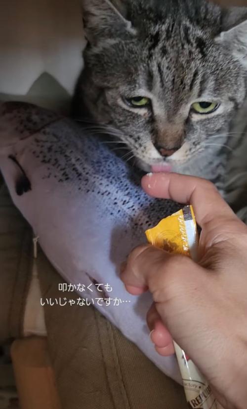 おやつを食べる猫