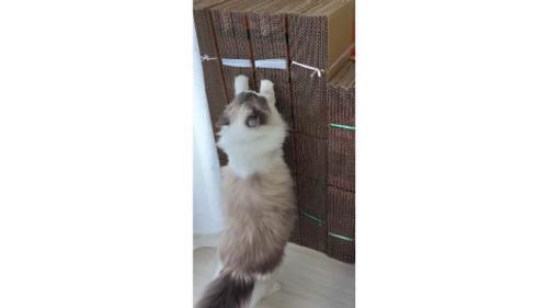 爪とぎしている猫