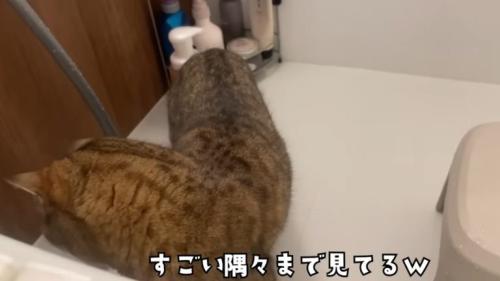 お風呂場にいる猫
