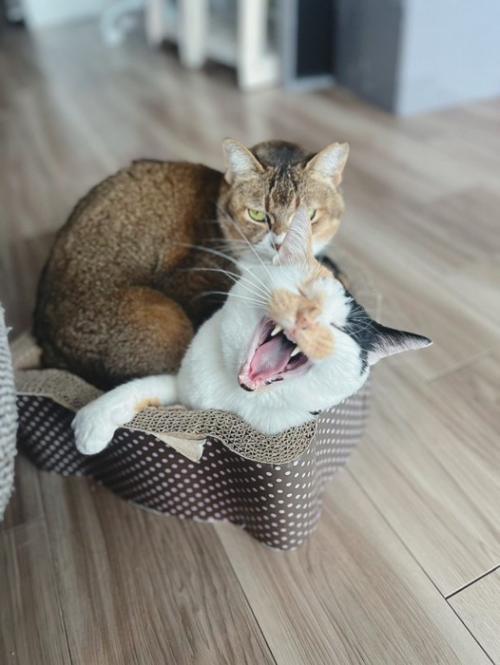 口を開ける三毛猫