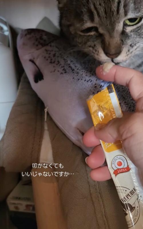 おやつを見つめる猫