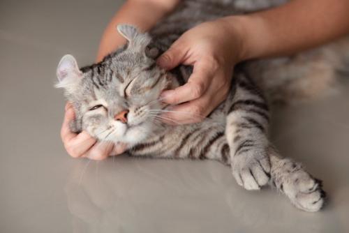 顎の下を撫でられている猫