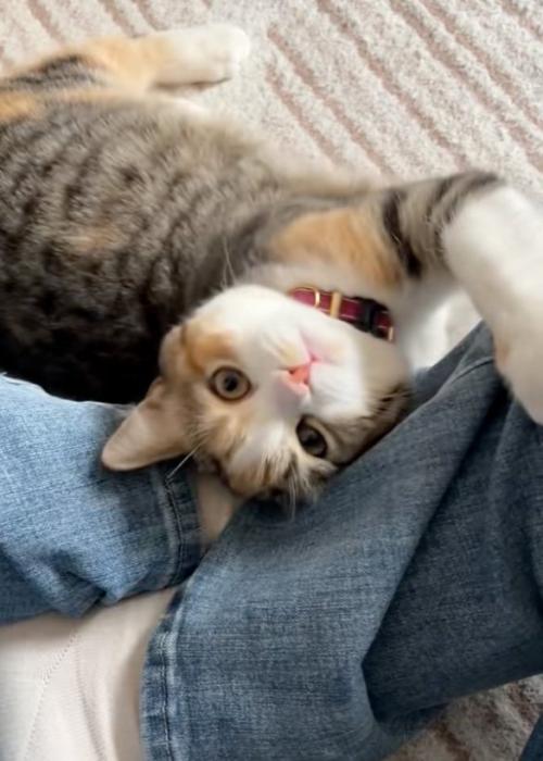 擦り付ける猫